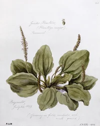 Groblad, målad i Bayswater, 24 juli 1859
